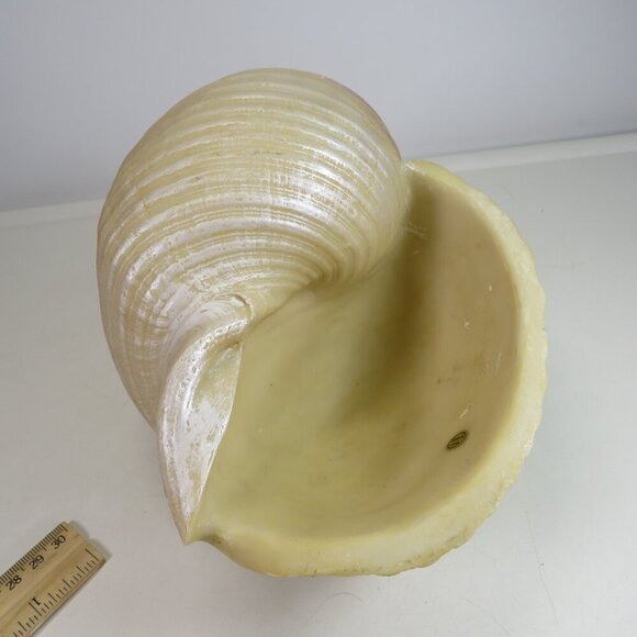 Faux Sea shell light pink & cream some iridescences  9" long 5" tall - Picture 7 of 12